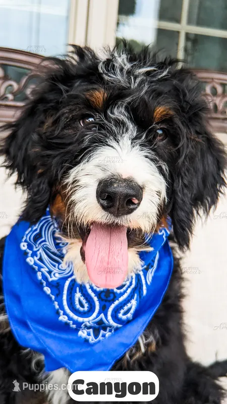 Canyon – Bernedoodle puppy for sale in Lima, OH