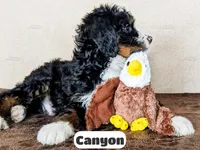 Canyon, a male Bernedoodle for sale in Lima, OH – Photo 5 of 10