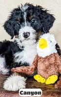 Canyon, a male Bernedoodle for sale in Lima, OH – Photo 3 of 10