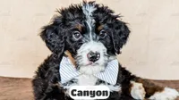 Canyon, a male Bernedoodle for sale in Lima, OH – Photo 8 of 10