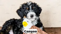 Canyon, a male Bernedoodle for sale in Lima, OH – Photo 6 of 10
