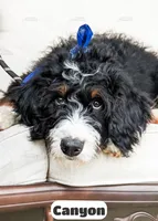 Canyon, a male Bernedoodle for sale in Lima, OH – 5 of 10