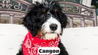 Canyon, a male Bernedoodle for sale in Lima, OH – 6 of 10