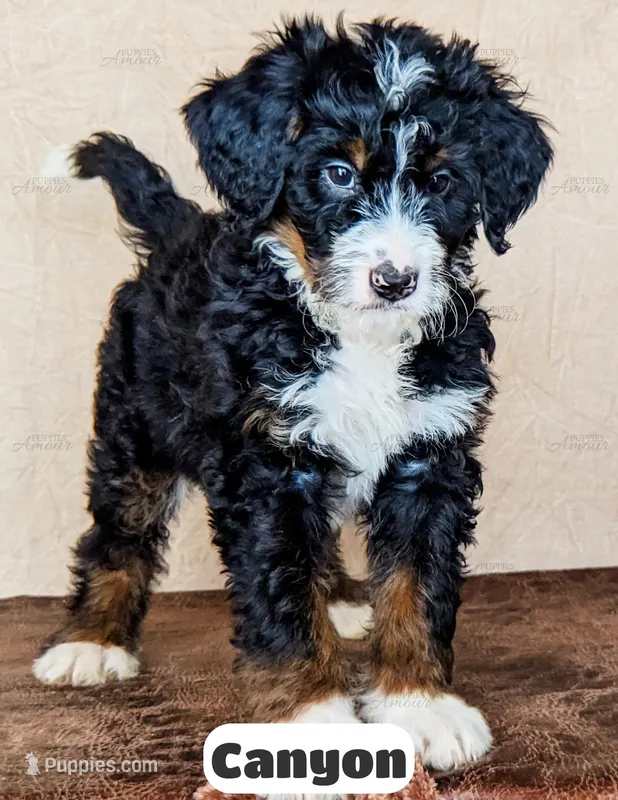 Canyon – Bernedoodle puppy for sale in Lima, OH
