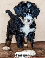 Canyon, a male Bernedoodle for sale in Lima, OH – Photo 1 of 10