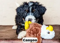 Canyon, a male Bernedoodle for sale in Lima, OH – Photo 4 of 10