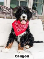 Canyon, a male Bernedoodle for sale in Lima, OH – 2 of 10