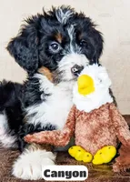 Canyon, a male Bernedoodle for sale in Lima, OH – Photo 2 of 10