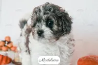 Madeleine, a female Cavapoo for sale in Lima, OH – 6 of 10