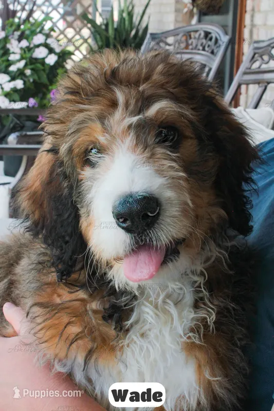 Wade – Bernedoodle puppy for sale in Lima, OH