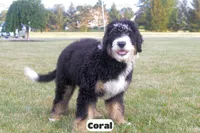 Coral, a female Bernedoodle for sale in Lima, OH – 4 of 9