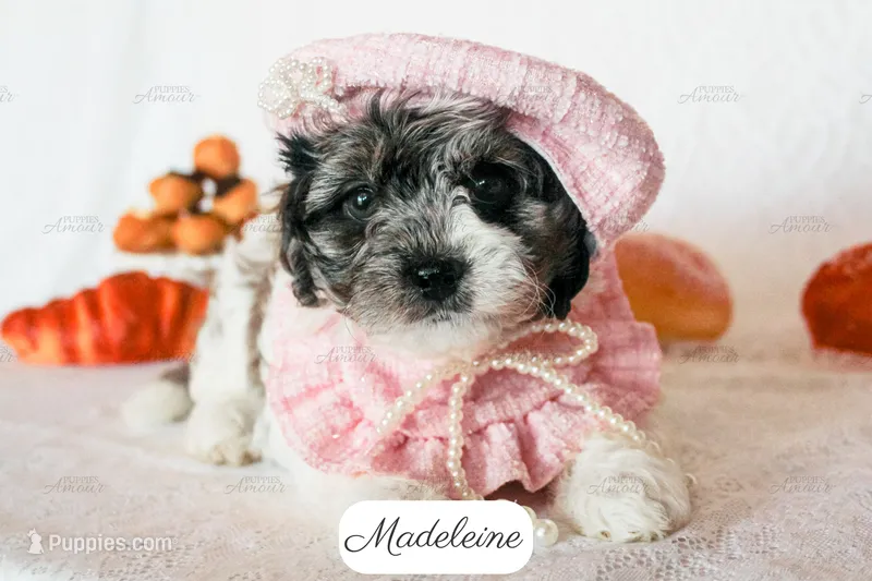 Madeleine – Cavapoo puppy for sale in Lima, OH