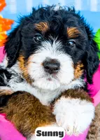 Sunny, a female Bernedoodle for sale in Lima, OH – 7 of 10