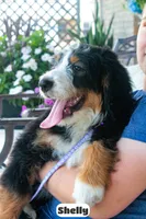 Shelly, a female Bernedoodle for sale in Lima, OH – 3 of 10
