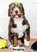 Prairie, a female Bernedoodle for sale in Lima, OH – Photo 8 of 10
