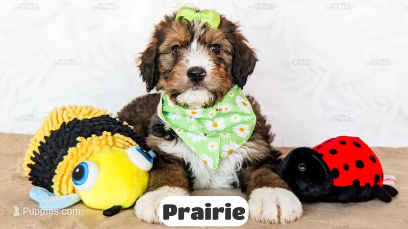 Prairie – Bernedoodle puppy for sale in Lima, OH