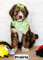 Prairie, a female Bernedoodle for sale in Lima, OH – Photo 5 of 10