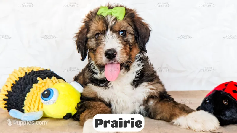 Prairie – Bernedoodle puppy for sale in Lima, OH