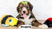 Prairie, a female Bernedoodle for sale in Lima, OH – Photo 1 of 10