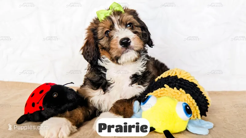 Prairie – Bernedoodle puppy for sale in Lima, OH
