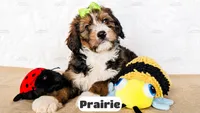 Prairie, a female Bernedoodle for sale in Lima, OH – Photo 2 of 10
