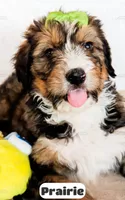 Prairie, a female Bernedoodle for sale in Lima, OH – Photo 7 of 10