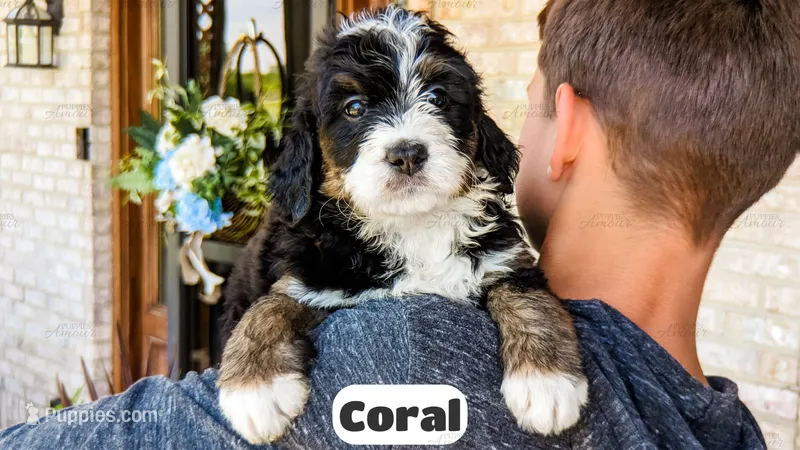 Coral – Bernedoodle puppy for sale in Lima, OH