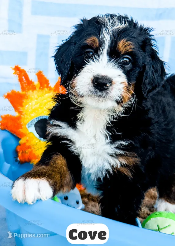 Cove – Bernedoodle puppy for sale in Lima, OH