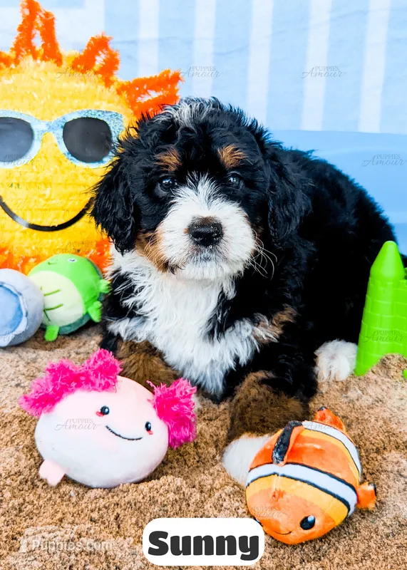 Sunny – Bernedoodle puppy for sale in Lima, OH