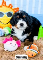 Sunny, a female Bernedoodle for sale in Lima, OH – 1 of 2