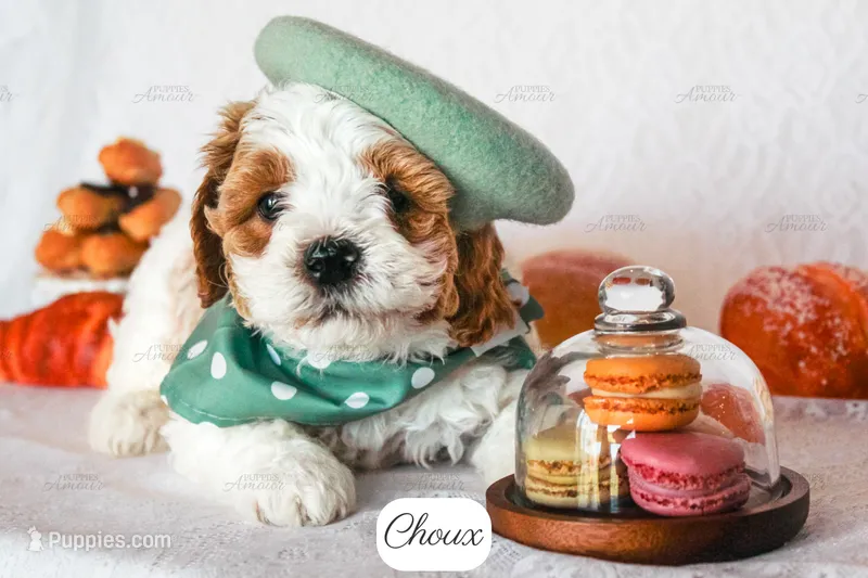 Choux – Cavapoo puppy for sale in Lima, OH