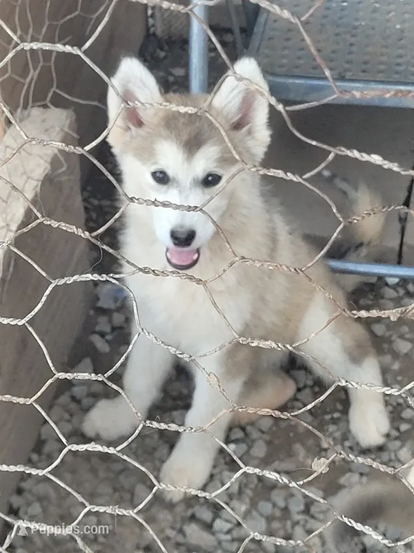 1 – German Shepherd Dog, Alaskan Husky puppy for sale in Wildomar, CA