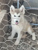 1, a male German Shepherd Dog and Alaskan Husky for sale in Wildomar, CA – 1 of 1