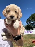 Esther , a female Goldendoodle for sale in Islip Terrace, NY – 3 of 5