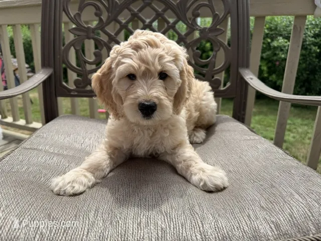 Esther  – Goldendoodle puppy for sale in Islip Terrace, NY