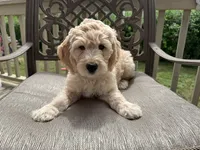 Esther , a female Goldendoodle for sale in Islip Terrace, NY – 1 of 5