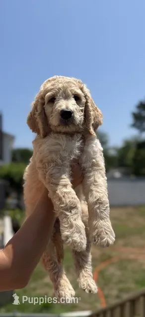 Levi – Goldendoodle puppy for sale in Islip Terrace, NY