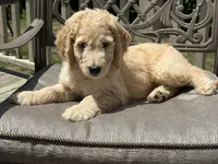 Levi, a male Goldendoodle for sale in Islip Terrace, NY – 2 of 5