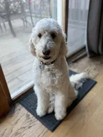 Esther , a female Goldendoodle for sale in Islip Terrace, NY – 4 of 5