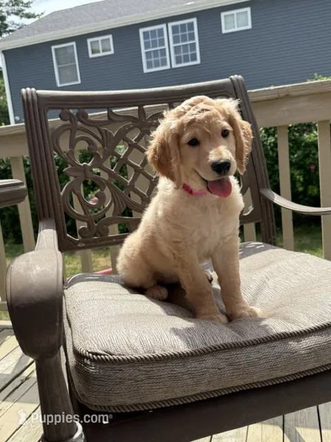 Sarah – Goldendoodle puppy for sale in Islip Terrace, NY