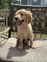 Ruth, a female Goldendoodle for sale in Islip Terrace, NY – 2 of 5