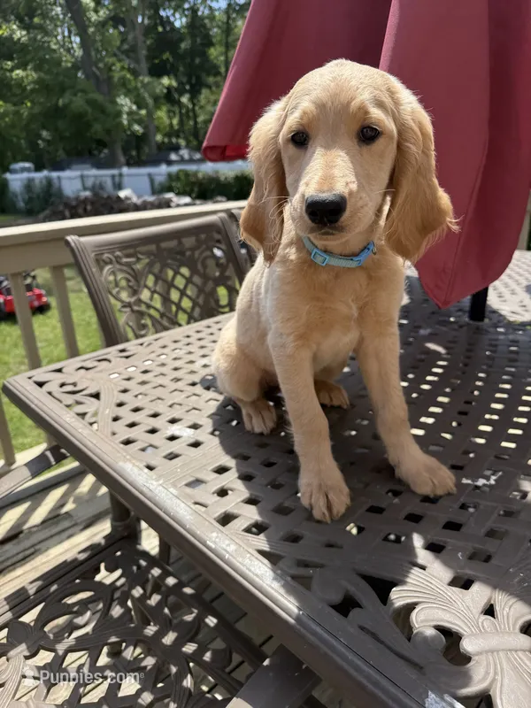 Hannah – Goldendoodle puppy for sale in Islip Terrace, NY