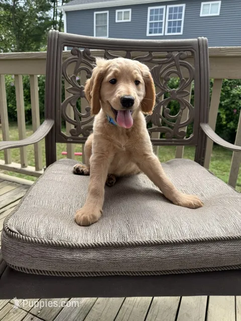 Hannah – Goldendoodle puppy for sale in Islip Terrace, NY