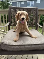 Hannah, a female Goldendoodle for sale in Islip Terrace, NY – 1 of 5