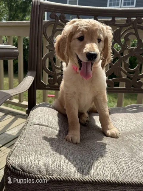 Ruth – Goldendoodle puppy for sale in Islip Terrace, NY