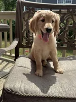 Ruth, a female Goldendoodle for sale in Islip Terrace, NY – 1 of 5