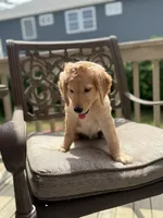 Sarah, a female Goldendoodle for sale in Islip Terrace, NY – 2 of 5