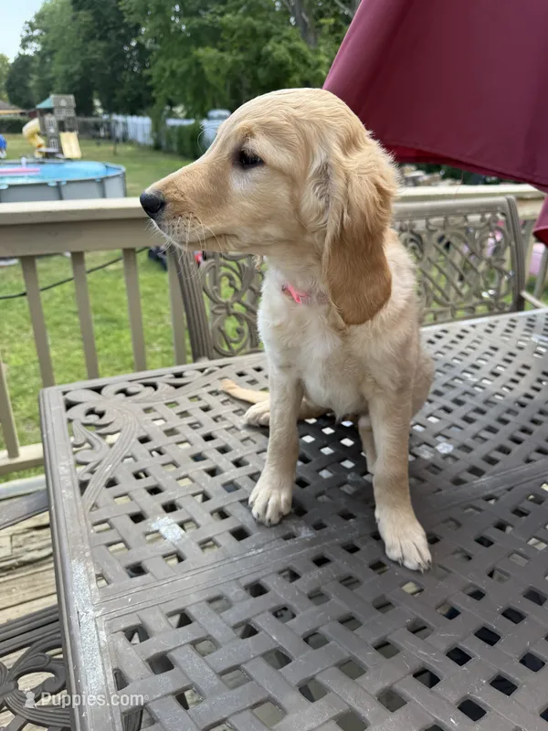 Ruth – Goldendoodle puppy for sale in Islip Terrace, NY