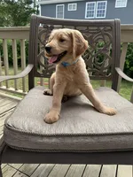 Hannah, a female Goldendoodle for sale in Islip Terrace, NY – 2 of 5