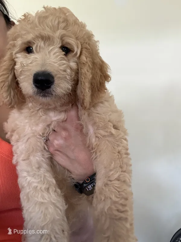 Martha – Goldendoodle puppy for sale in Islip Terrace, NY